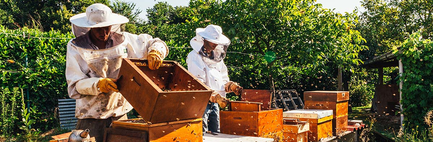 apiculteurs