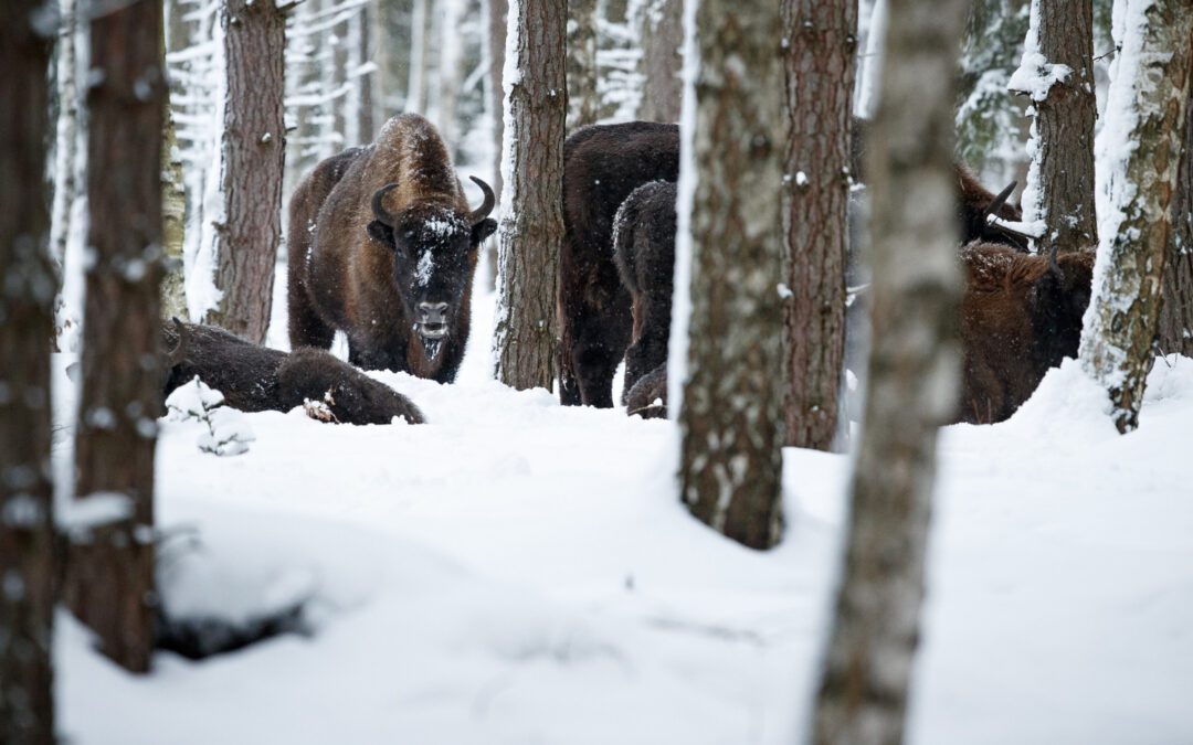 Boucle des Bouquetins du Parc des Écrins