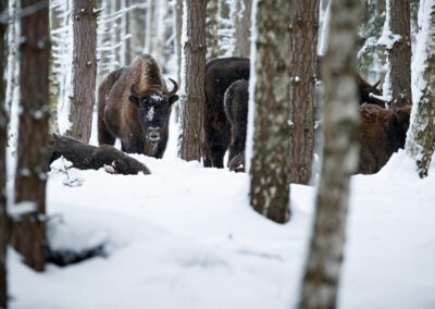 Boucle des Bouquetins du Parc des Écrins