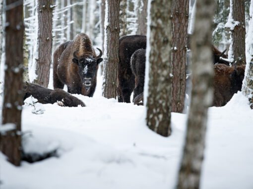 Boucle des Bouquetins du Parc des Écrins