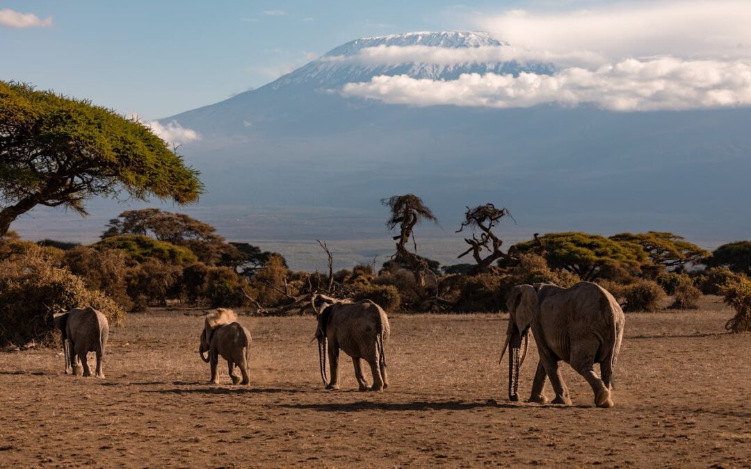 Ascension du Kilimandjaro