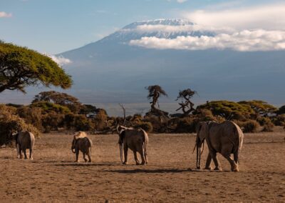 Ascension du Kilimandjaro