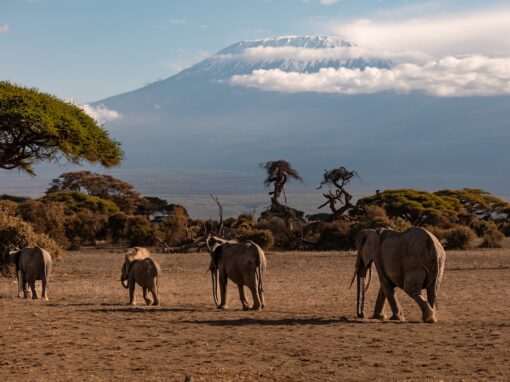 Ascension du Kilimandjaro