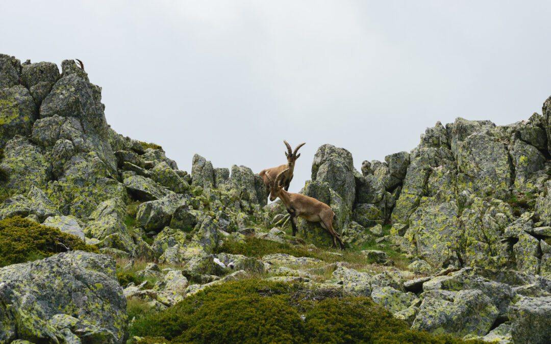 Sentier des Vautours et Isards
