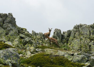 Sentier des Vautours et Isards