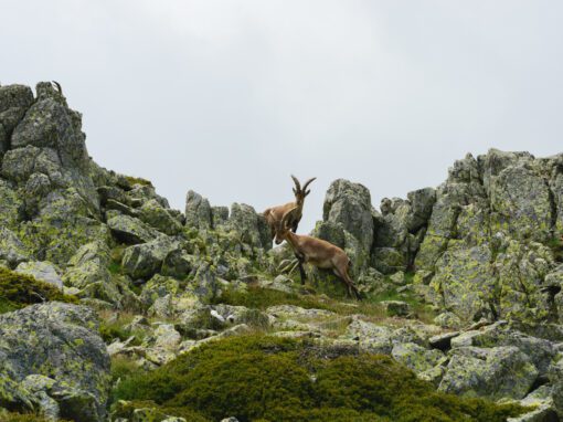 Sentier des Vautours et Isards
